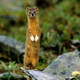 Illustration for article titled Monday Mustelid - Mustela kathiah Edition